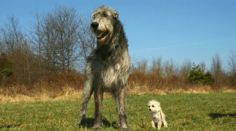 So ist der Irish Wolfhound