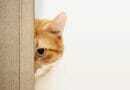 Katzenohren – Samtpfötige Radarfallen