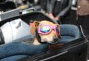 Mit Hunden auf dem Motorrad unterwegs <span style='font-size:13px;'>| Tierisch abgefahren!</span> 