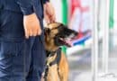 Warum die Polizeihunde in NRW im Dienst bleiben dürfen