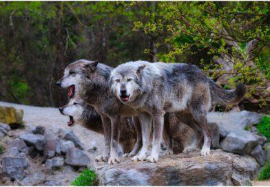 Wölfe führen, Hunde folgen <span style='font-size:13px;'>| und beide kooperieren mit dem Menschen</span> 