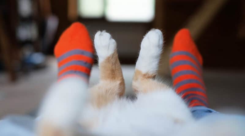 Katzen und Socken