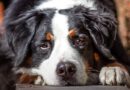 Hunde purinarm füttern <span style='font-size:13px;'>| Nicht nur bei Gastritis & Leishmaniose</span> 