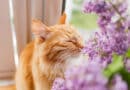 Aromatherapie: Welcher Duft-Typ ist deine Katze? <span style='font-size:13px;'>| Mach den Test!</span> 