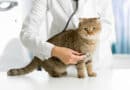 Entspannter Tierarztbesuch mit Katze <span style='font-size:13px;'>| Unsere Tipps</span> 