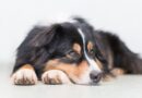 Studie: Entspannt beim Tierarzt <span style='font-size:13px;'>| Stressminderung bei Hunden - Mitmach-Studie</span> 
