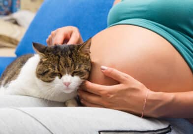Wissen Katzen, dass jemand schwanger ist?