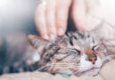 Schnurrt deine Katze aus Wohlbehagen? <span style='font-size:13px;'>| Mach den Test!</span> 