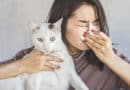 Allergisch gegen die eigene Katze <span style='font-size:13px;'>| Das macht das Leben trotz Allergie erträglich</span> 