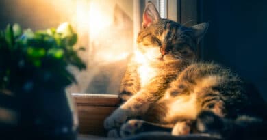 Können Katzen träumen?