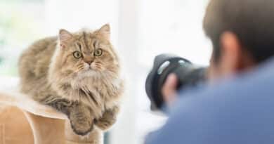Eignet sich deine Katze als Fotomodel? <span style='font-size:13px;'>| Mach den Test!</span> 