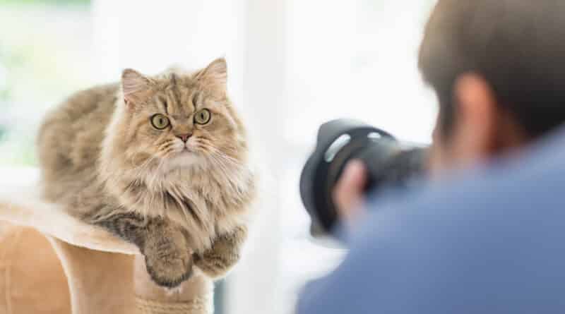 Eignet sich deine Katze als Fotomodel? <span style='font-size:13px;'>| Mach den Test!</span> 