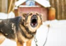 Ist dein Hund ein Besucherschreck? <span style='font-size:13px;'>| Mach den Test!</span> 