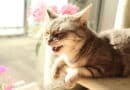 Neigt deine Katze zu Allergien? <span style='font-size:13px;'>| Mach den Test!</span> 