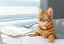 Wie schlau ist deine Katze? <span style='font-size:13px;'>| Mach den Test!</span> 