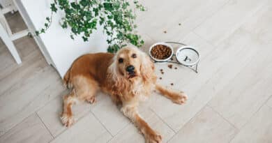 5 Anzeichen, dass dein Hund sein Futter nicht verträgt <span style='font-size:13px;'>| (...und was du tun kannst)</span> 