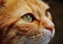 Hormonhaltige Humanarzneimittel können Nebenwirkungen bei Katzen verursachen