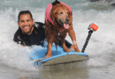Surf-Therapiehündin Ricochet reitet ihre letzte Welle