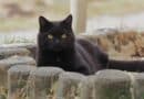 Der Tag der schwarzen Katze <span style='font-size:13px;'>| 17. August</span> 
