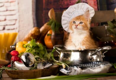 Ist deine Katze ein Gourmet? <span style='font-size:13px;'>| Mach den Test!</span> 