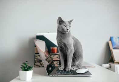 Wenn Katzen googeln könnten, was würden sie suchen? <span style='font-size:13px;'>| Die besten Antworten</span> 