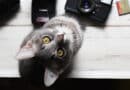 Katzenkamera – sinnvoll oder nicht? <span style='font-size:13px;'>| Die besten Antworten</span> 