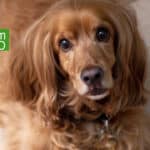 Wenn du das deinem Hund gibst, sind Magenprobleme Geschichte <span style='font-size:13px;'>| Mit Download</span> 