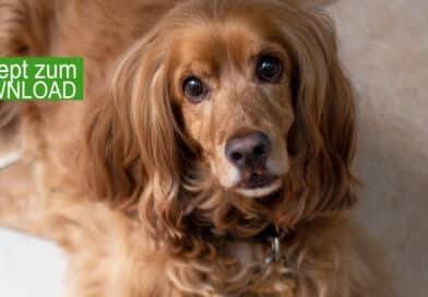 Wenn du das deinem Hund gibst, sind Magenprobleme Geschichte <span style='font-size:13px;'>| Mit Download</span> 