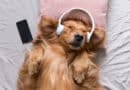 Welche Musik mögen Hunde?