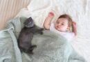 Katze & Baby – wie kann das gut gehen?