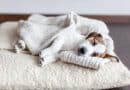 Erholt mein Hund sich wirklich im Schlaf? <span style='font-size:13px;'>| Mach den Test!</span> 