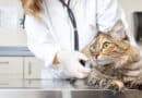 7 Tipps für den entspannten Tierarztbesuch