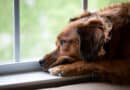 Leiden Hunde unter Herbst-Depressionen?