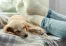 10 Entspannungstipps für Mensch und Hund