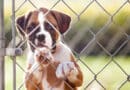 10 Dinge, die du bei der Adoption beachten solltest <span style='font-size:13px;'>| Hund aus dem Tierheim</span> 