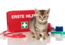 Kannst du deiner Katze das Leben retten? <span style='font-size:13px;'>| Erste Hilfe-Tipps</span> 