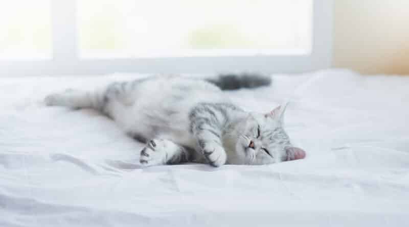 So wichtig ist der Schlaf für Katzen