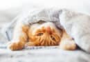 Mit der Katze im Bett <span style='font-size:13px;'>| Himmel oder Hölle?</span> 