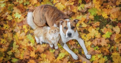 Herbst-Tipps für Hund und Katze