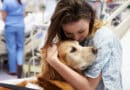 Therapiehunde unterstützen Krebspatienten