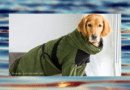 Gewinne einen Bademantel für deinen Hund <span style='font-size:13px;'>| Bis 09.12.2022</span> 