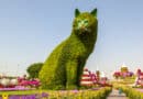 Die Riesenkatze im Dubai Miracle Garden <span style='font-size:13px;'>| Katzen aus aller Welt</span> 