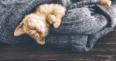 Wärmetherapie für die Katze