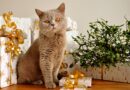 Katzen und Weihnachtsgeschenke