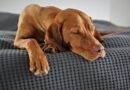 6 Dinge, die deinen Hund entspannen <span style='font-size:13px;'>| Zum Downloaden</span> 