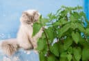 Diese Pflanzen sind richtig gut für Katzen