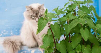 Diese Pflanzen sind richtig gut für Katzen