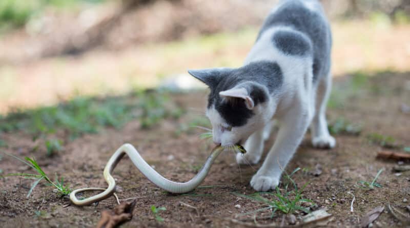 Können Katzen Schlangenbisse überleben?