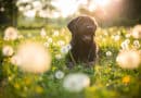 5 Dinge, die den Frühling mit Hund noch schöner machen