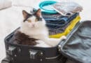 Couchpotato oder Weltenbummler: Ist meine Katze reisetauglich? <span style='font-size:13px;'>| Mach den Test!</span> 